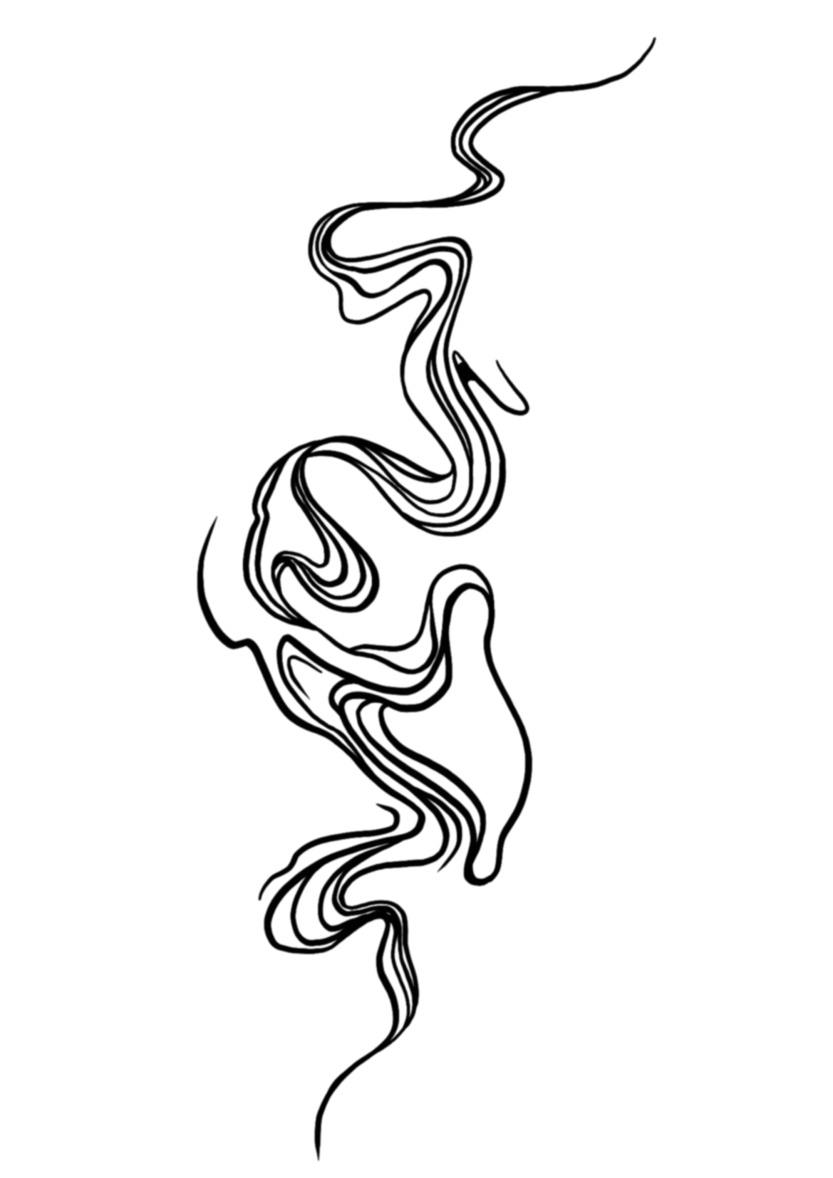 Volute D'Ivoire