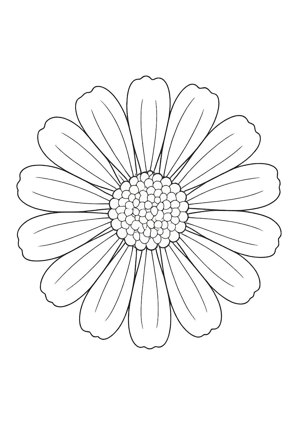 Zinnia de Provence